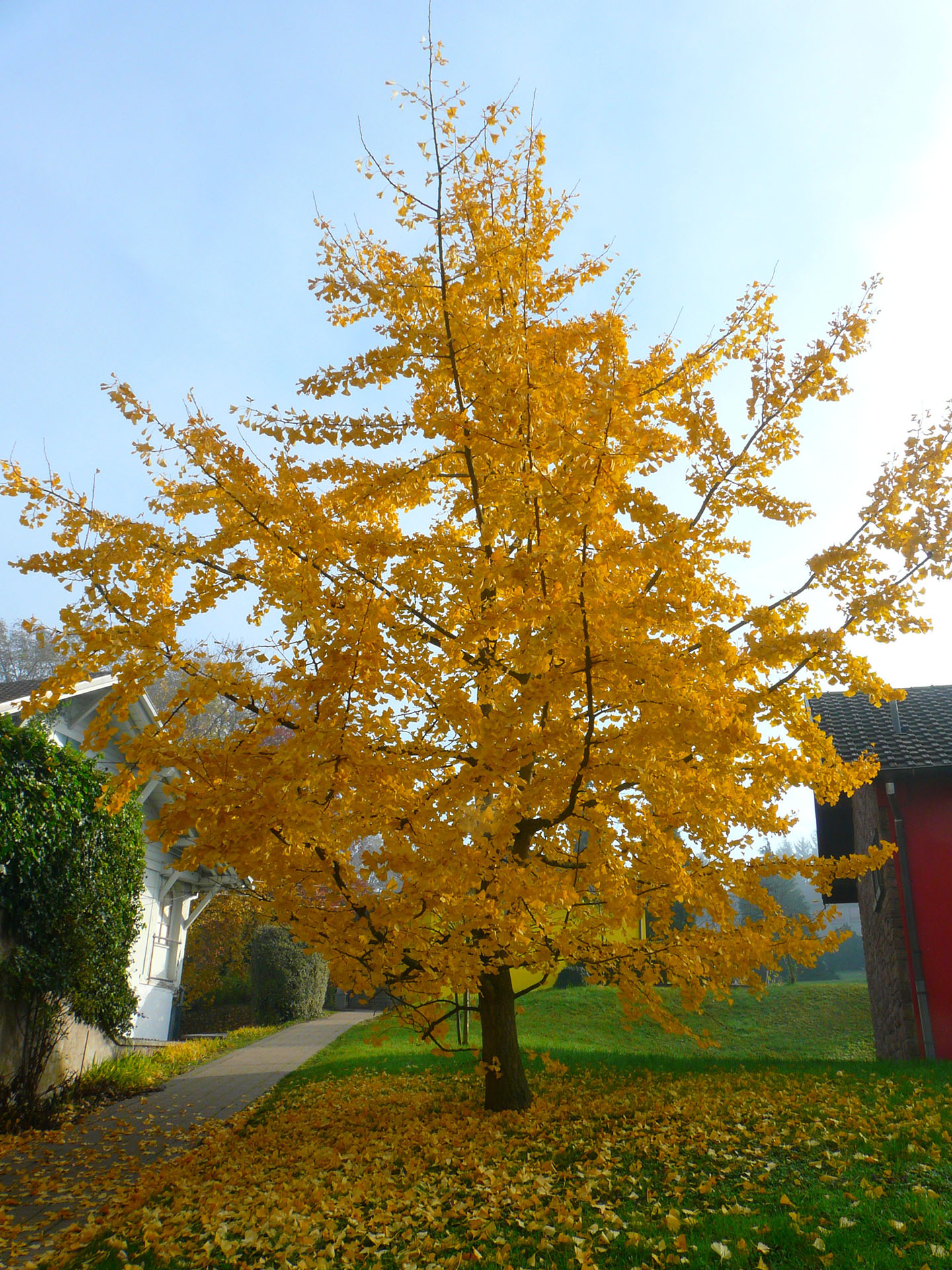 Arbre jaune